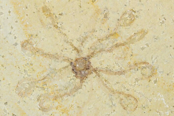 Floating Crinoid (Saccocoma) Fossil - Solnhofen Limestone #353553
